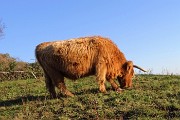 62 Mucca Higland all'Agriturismo Prati Parini